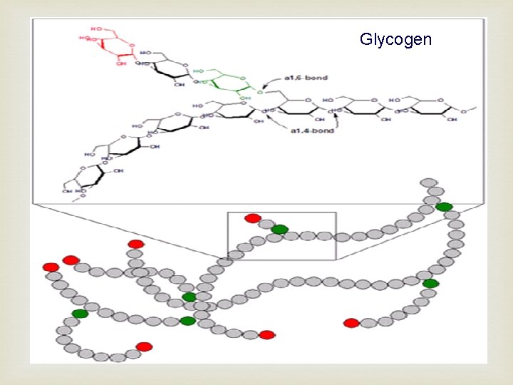 Glycogen 