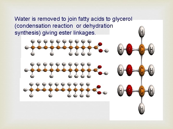 Water is removed to join fatty acids to glycerol (condensation reaction or dehydration synthesis)
