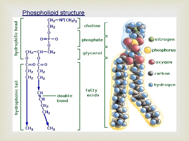 Phospholipid structure 