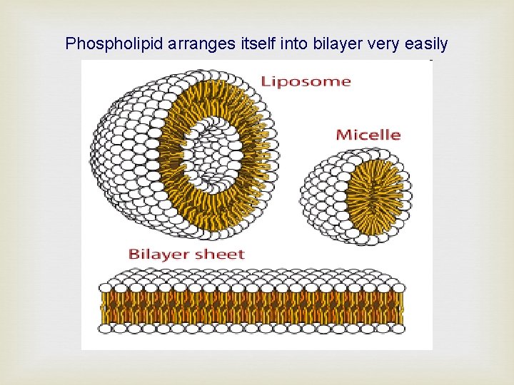 Phospholipid arranges itself into bilayer very easily 