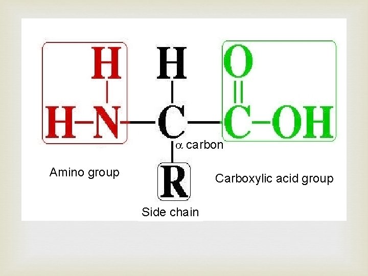  carbon Amino group Carboxylic acid group Side chain 