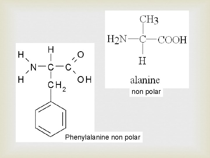 non polar Phenylalanine non polar 