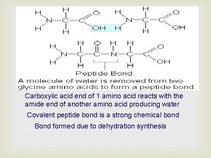 Carboxylic acid end of 1 amino acid reacts with the amide end of another