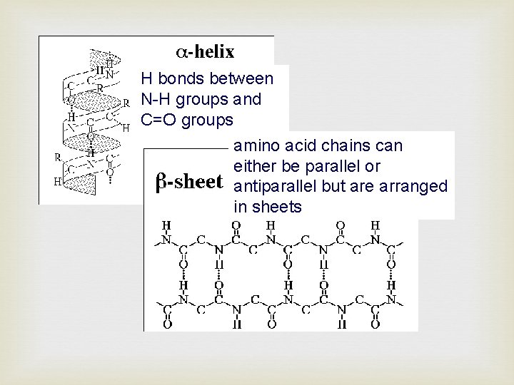 H bonds between N-H groups and C=O groups amino acid chains can either be