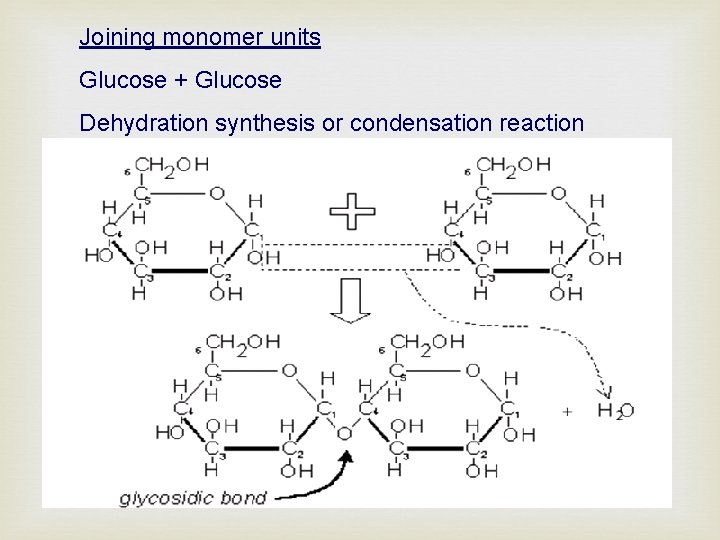Joining monomer units Glucose + Glucose Dehydration synthesis or condensation reaction 