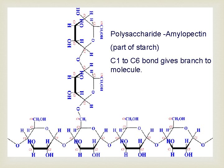 Polysaccharide -Amylopectin (part of starch) C 1 to C 6 bond gives branch to