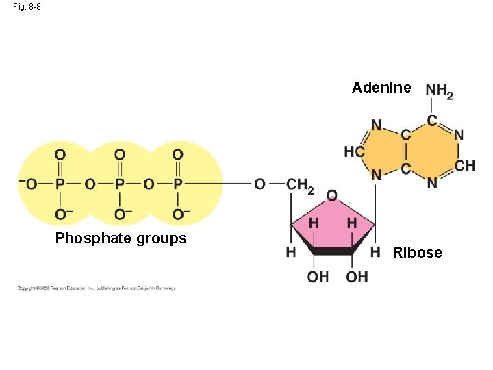 Fig. 8 -8 Adenine Phosphate groups Ribose 