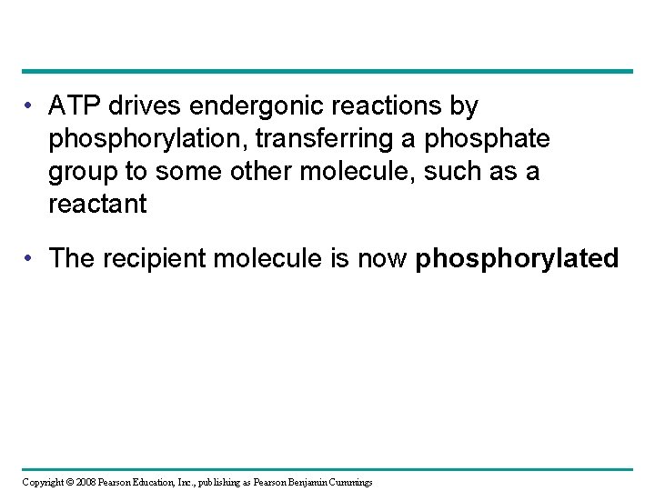  • ATP drives endergonic reactions by phosphorylation, transferring a phosphate group to some