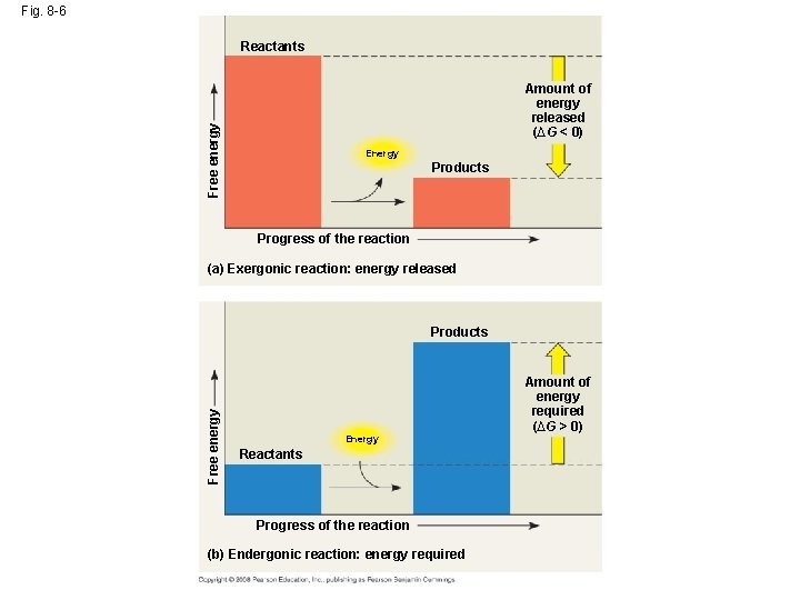 Fig. 8 -6 Reactants Free energy Amount of energy released (∆G < 0) Energy