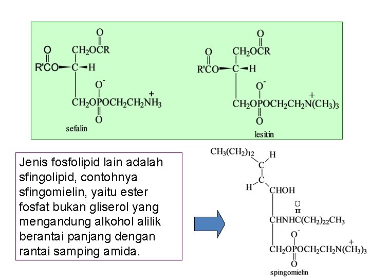 Jenis fosfolipid lain adalah sfingolipid, contohnya sfingomielin, yaitu ester fosfat bukan gliserol yang mengandung