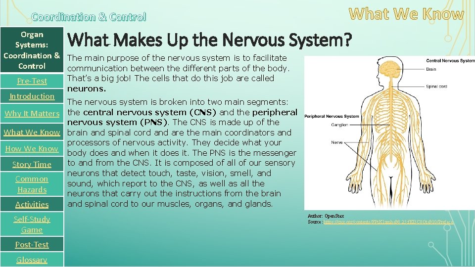 Coordination & Control What Makes Up the Nervous System? Organ Systems: Coordination & The