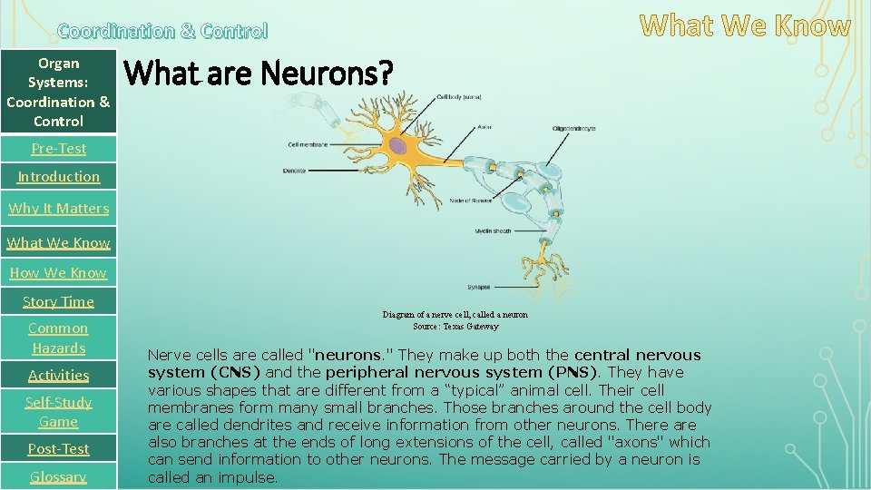 Coordination & Control Organ Systems: Coordination & Control What are Neurons? Pre-Test Introduction Why