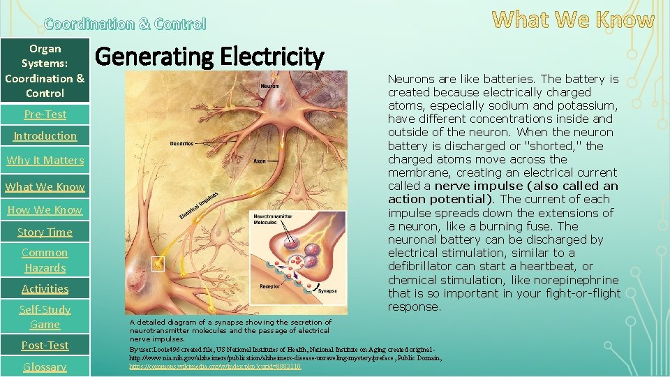 Coordination & Control Organ Systems: Coordination & Control Generating Electricity Neurons are like batteries.