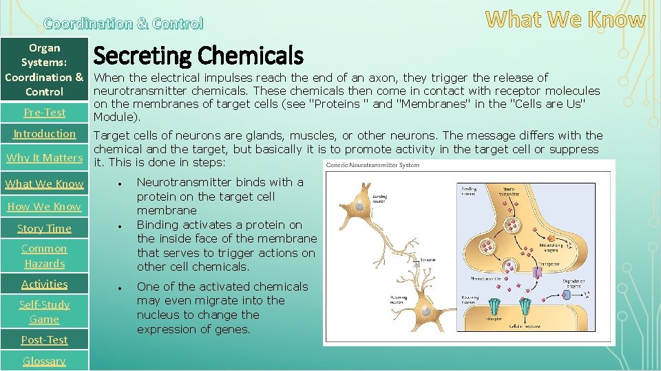 Coordination & Control Secreting Chemicals Organ Systems: Coordination & When the electrical impulses reach