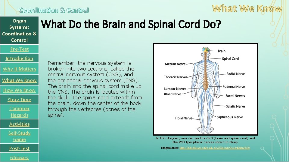 Coordination & Control Organ Systems: Coordination & Control What Do the Brain and Spinal
