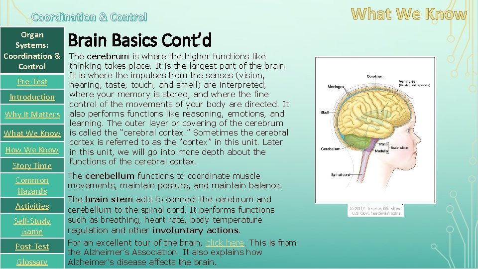 Coordination & Control Brain Basics Cont’d Organ Systems: Coordination & The cerebrum is where