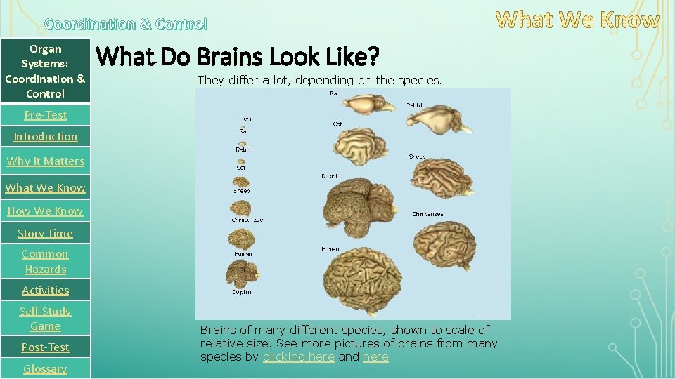 Coordination & Control Organ Systems: Coordination & Control What Do Brains Look Like? They