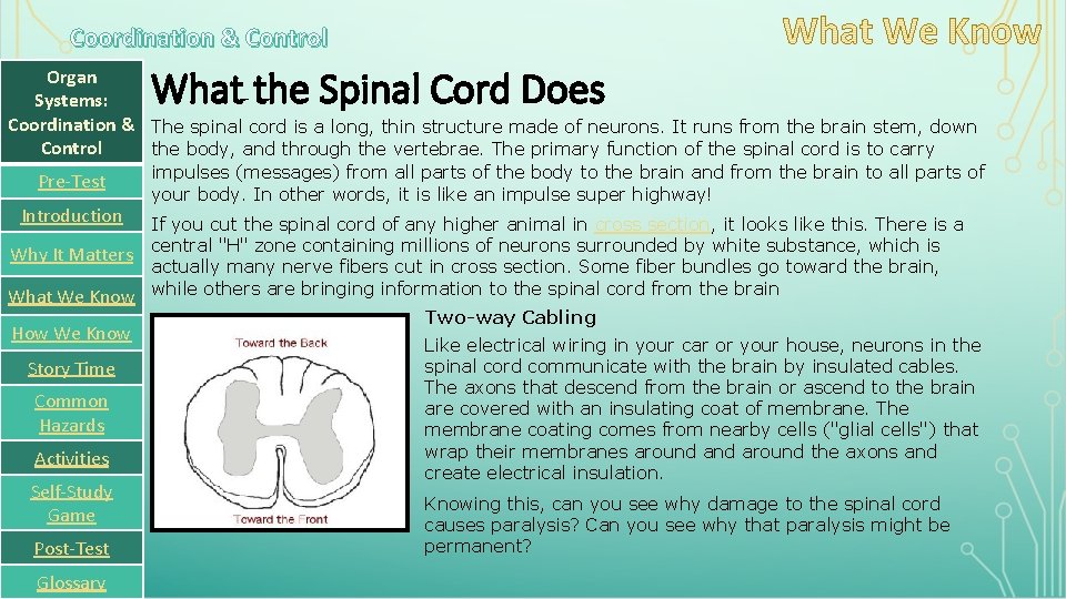 Coordination & Control What the Spinal Cord Does Organ Systems: Coordination & The spinal