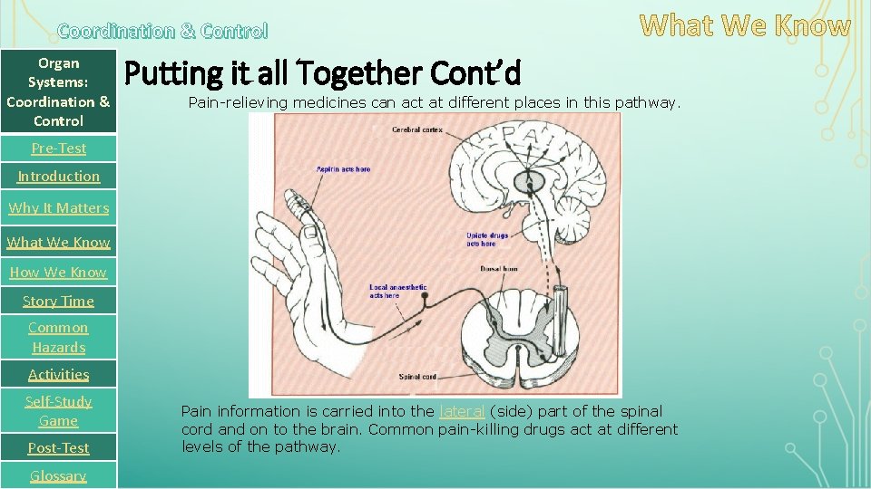 Coordination & Control Organ Systems: Coordination & Control Putting it all Together Cont’d Pain-relieving