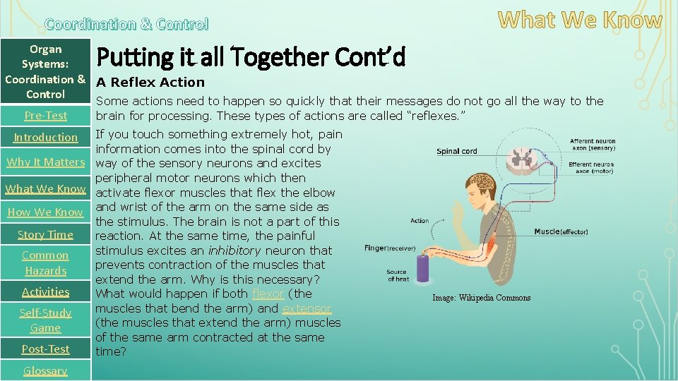 Coordination & Control Putting it all Together Cont’d Organ Systems: Coordination & A Reflex