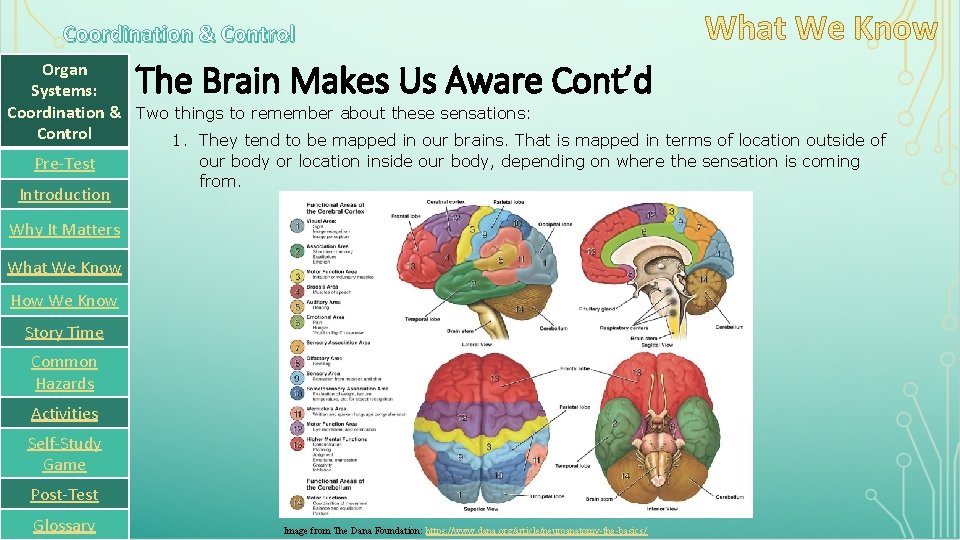 Coordination & Control The Brain Makes Us Aware Cont’d Organ Systems: Coordination & Two
