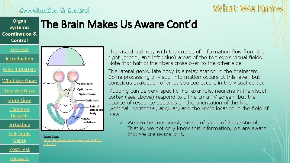 Coordination & Control Organ Systems: Coordination & Control The Brain Makes Us Aware Cont’d