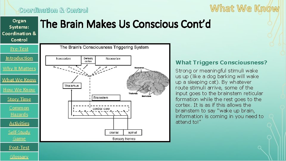 Coordination & Control Organ Systems: Coordination & Control The Brain Makes Us Conscious Cont’d