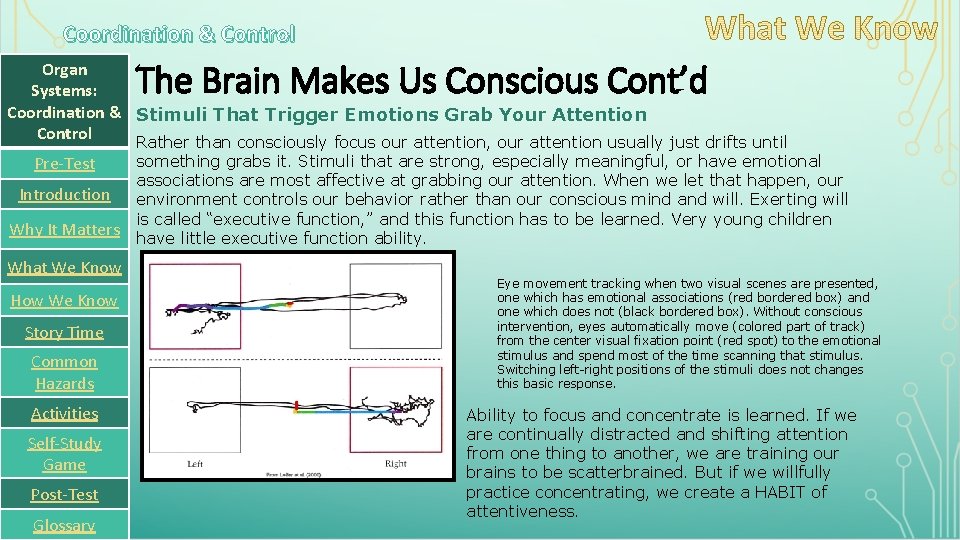 Coordination & Control The Brain Makes Us Conscious Cont’d Organ Systems: Coordination & Stimuli