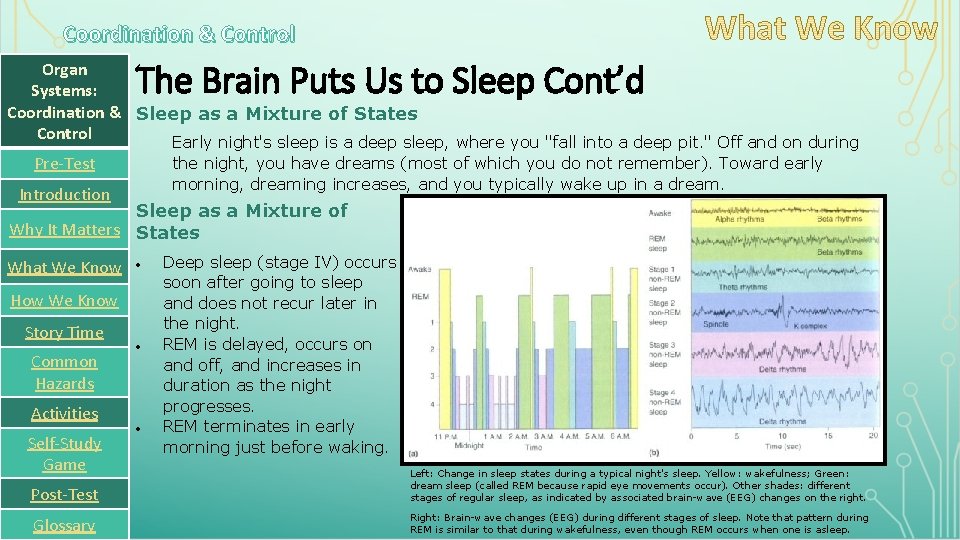 Coordination & Control The Brain Puts Us to Sleep Cont’d Organ Systems: Coordination &
