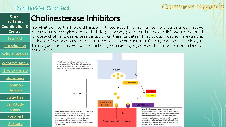 Coordination & Control Cholinesterase Inhibitors Organ Systems: Coordination & So what do you think