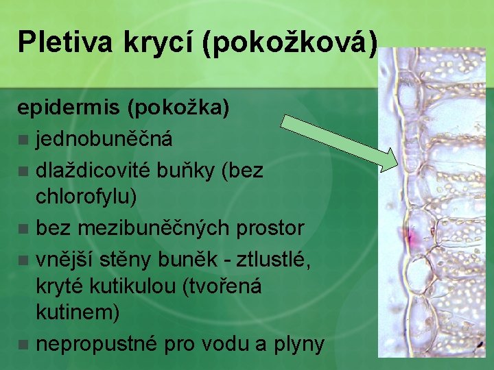 Pletiva krycí (pokožková) epidermis (pokožka) n jednobuněčná n dlaždicovité buňky (bez chlorofylu) n bez