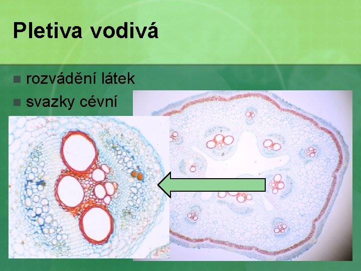 Pletiva vodivá rozvádění látek n svazky cévní n 