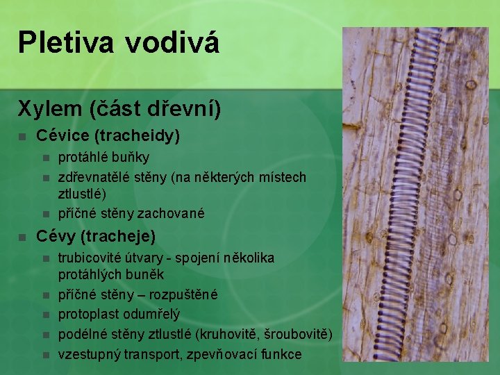 Pletiva vodivá Xylem (část dřevní) n Cévice (tracheidy) n n protáhlé buňky zdřevnatělé stěny