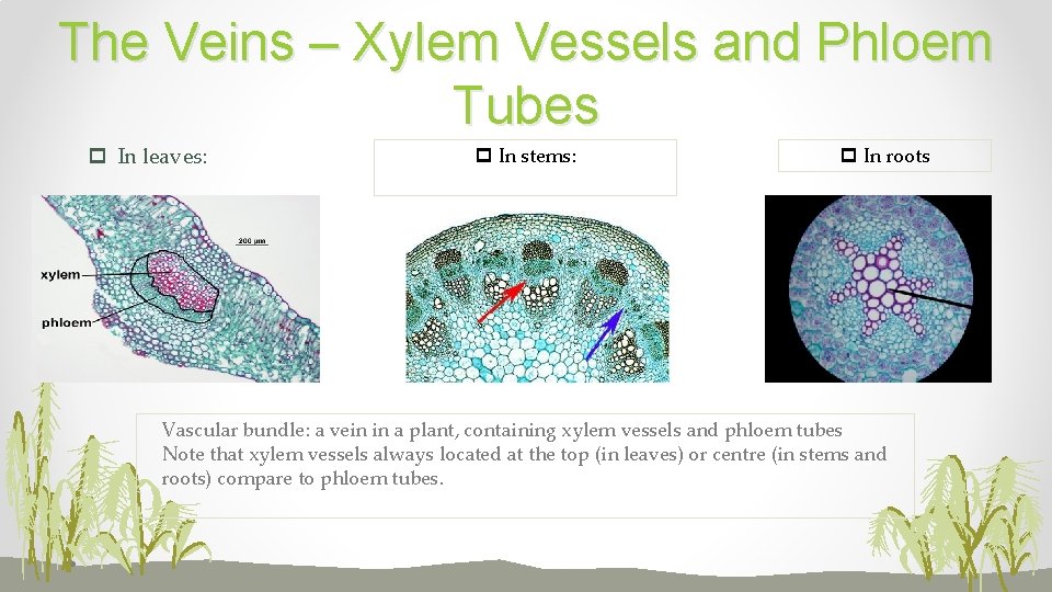 Exam Survival Guide IGCSE Biology Study Notes Topic