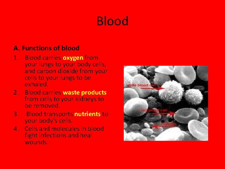 Blood A. Functions of blood 1. Blood carries oxygen from your lungs to your