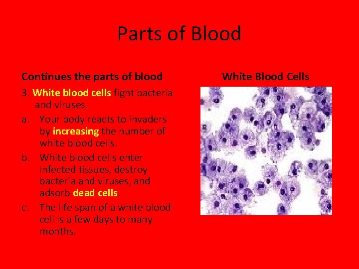 Parts of Blood Continues the parts of blood 3. White blood cells fight bacteria