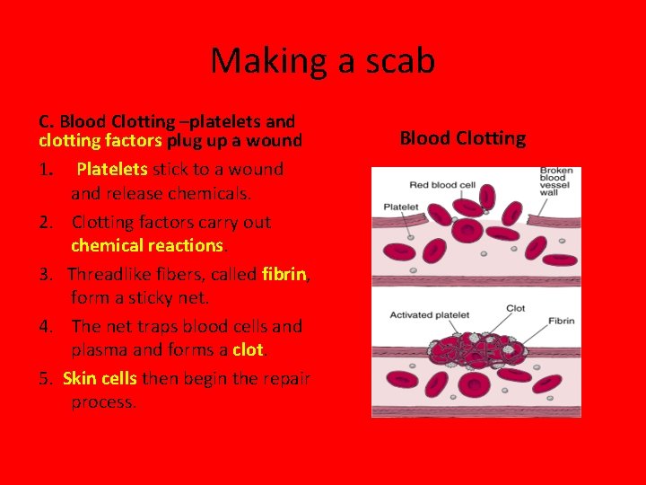 Making a scab C. Blood Clotting –platelets and clotting factors plug up a wound