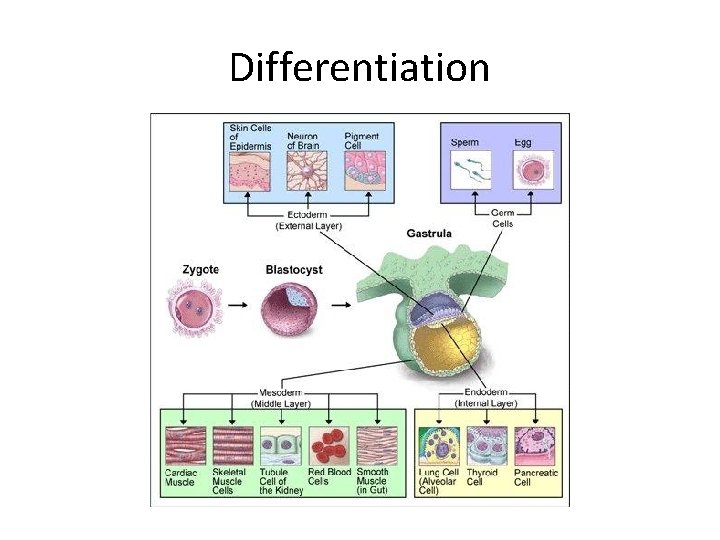 Brain development Timing The beginning Differentiation Neural tube