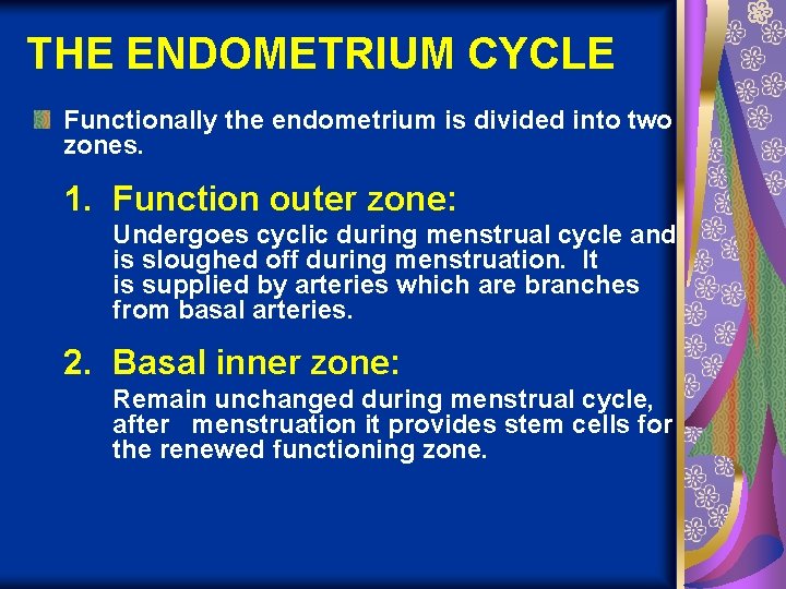 THE ENDOMETRIUM CYCLE Functionally the endometrium is divided into two zones. 1. Function outer