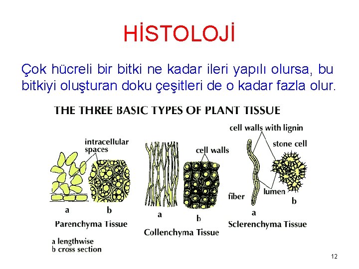 HİSTOLOJİ Çok hücreli bir bitki ne kadar ileri yapılı olursa, bu bitkiyi oluşturan doku