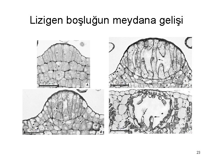 Lizigen boşluğun meydana gelişi 23 