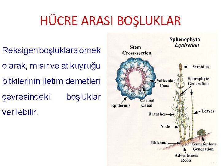 HÜCRE ARASI BOŞLUKLAR Reksigen boşluklara örnek olarak, mısır ve at kuyruğu bitkilerinin iletim demetleri