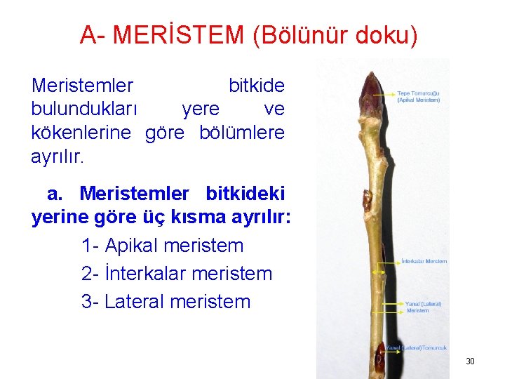 A- MERİSTEM (Bölünür doku) Meristemler bitkide bulundukları yere ve kökenlerine göre bölümlere ayrılır. a.