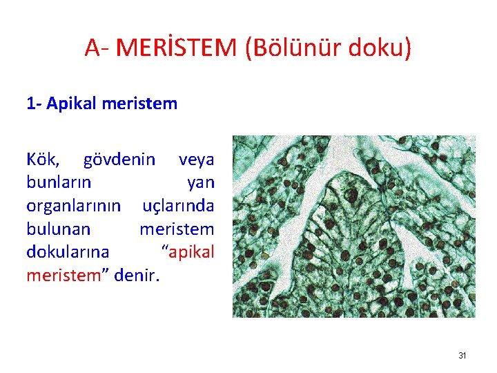 A- MERİSTEM (Bölünür doku) 1 - Apikal meristem Kök, gövdenin veya bunların yan organlarının