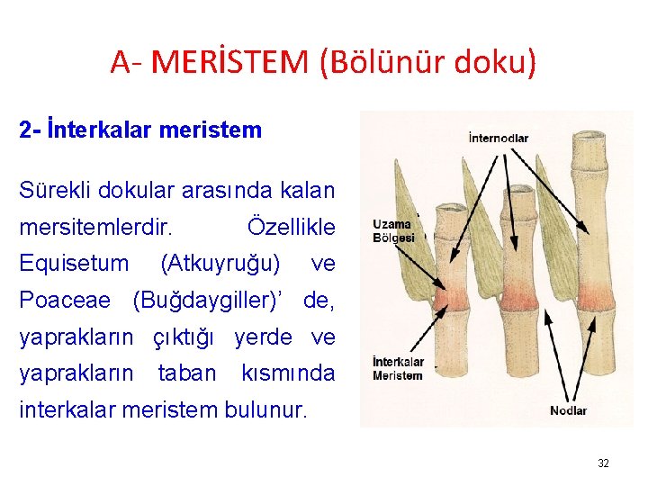 A- MERİSTEM (Bölünür doku) 2 - İnterkalar meristem Sürekli dokular arasında kalan mersitemlerdir. Equisetum