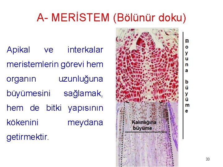 A- MERİSTEM (Bölünür doku) Apikal ve interkalar meristemlerin görevi hem organın büyümesini uzunluğuna sağlamak,