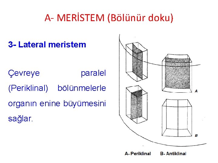 A- MERİSTEM (Bölünür doku) 3 - Lateral meristem Çevreye (Periklinal) paralel bölünmelerle organın enine