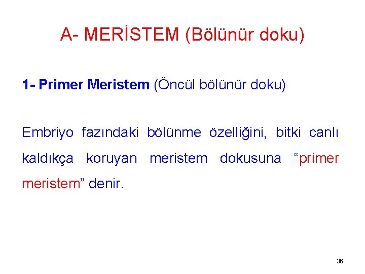 A- MERİSTEM (Bölünür doku) 1 - Primer Meristem (Öncül bölünür doku) Embriyo fazındaki bölünme