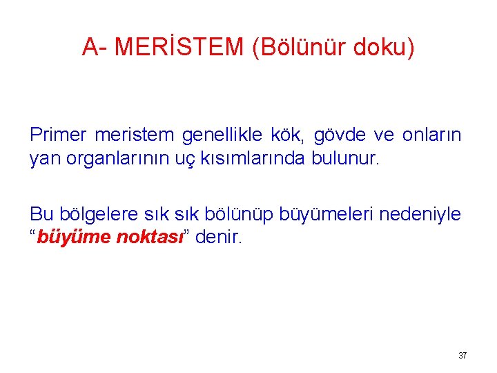 A- MERİSTEM (Bölünür doku) Primer meristem genellikle kök, gövde ve onların yan organlarının uç