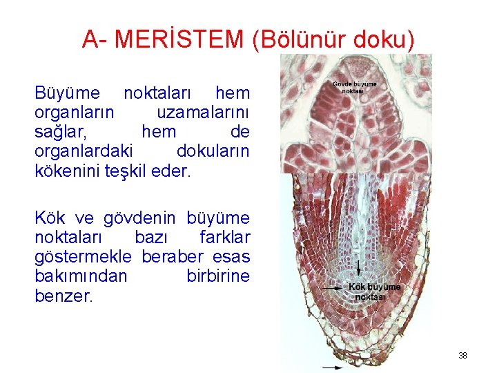 A- MERİSTEM (Bölünür doku) Büyüme noktaları hem organların uzamalarını sağlar, hem de organlardaki dokuların